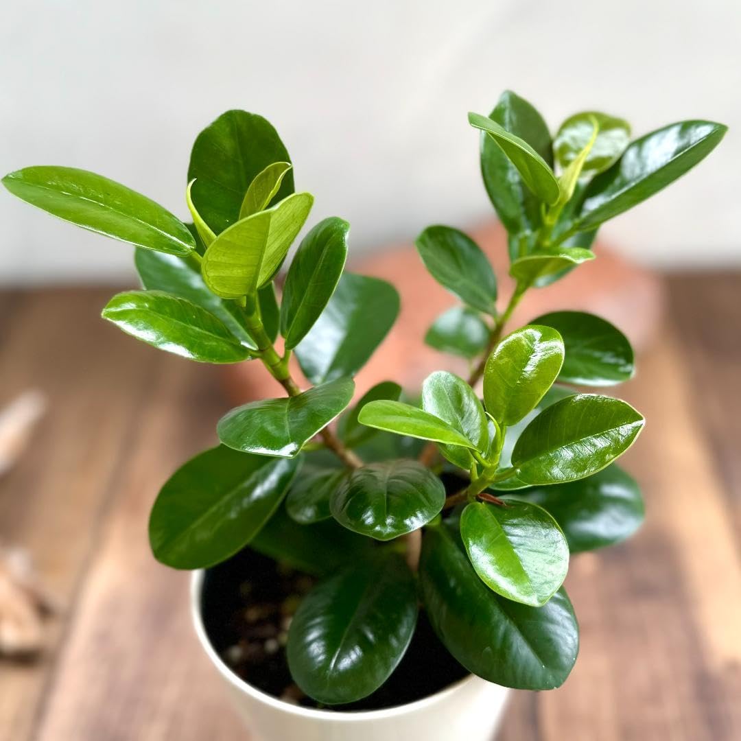 Amazon｜『パンダガジュマルの木』観葉植物｜観葉植物 オンライン通販